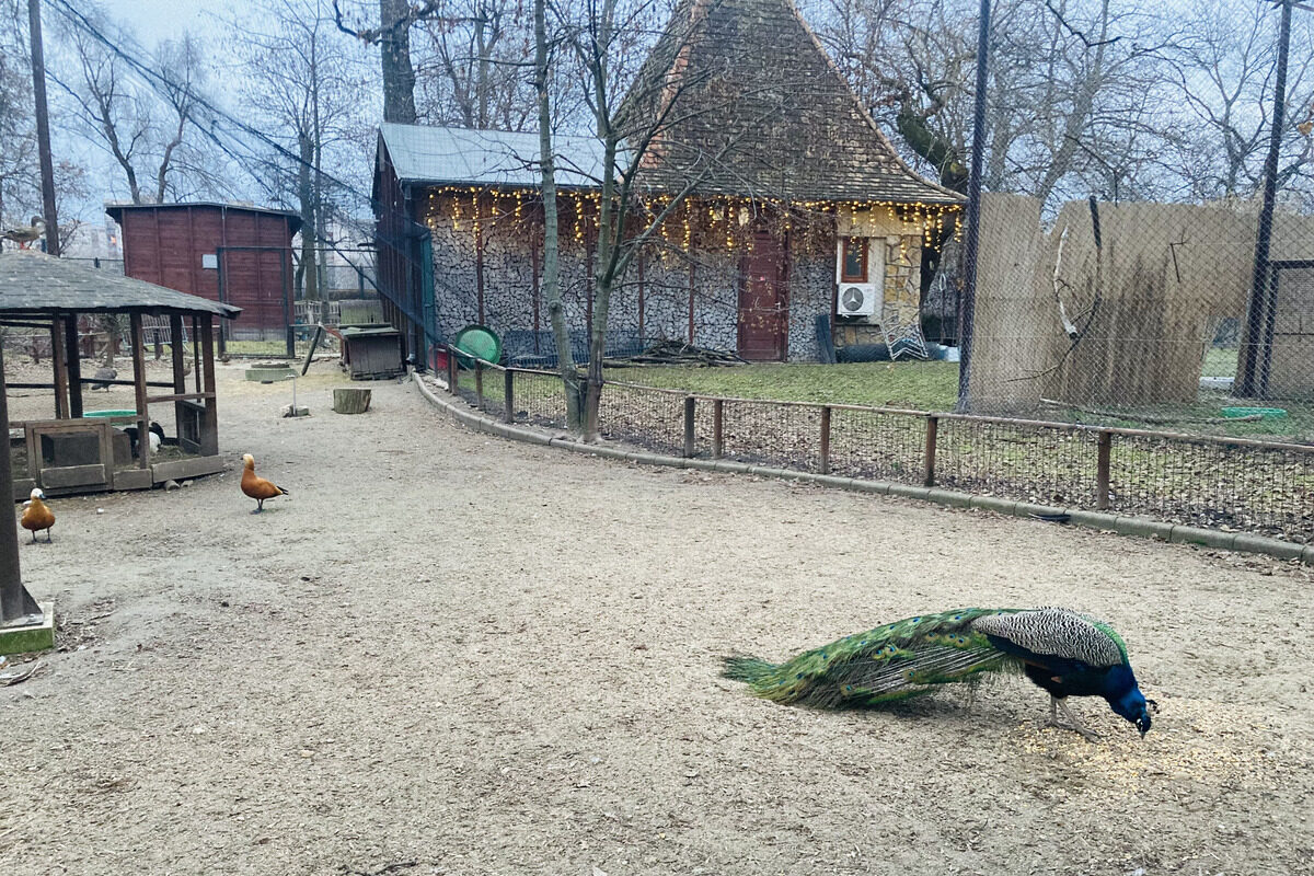 A peacock at the mini zoo on Margaret Island, Budapest.